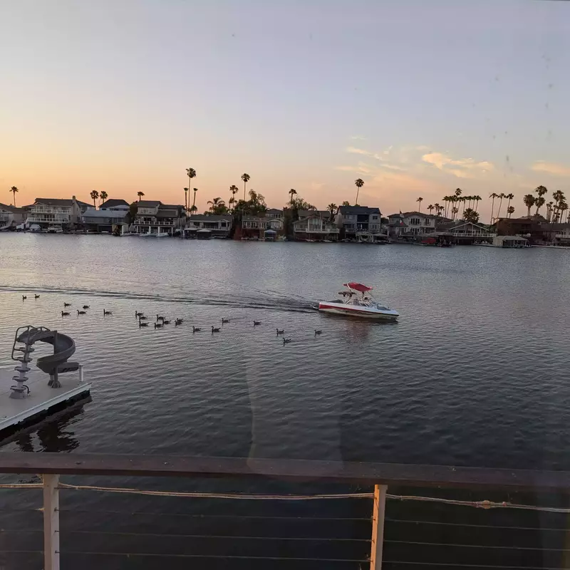 Lido Ducks